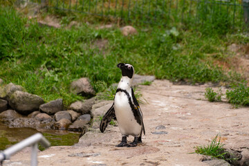 Pingwin toniec w zoo