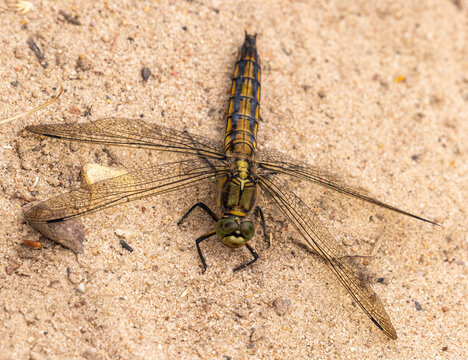 Black-tailed Skimmer Dragonfly