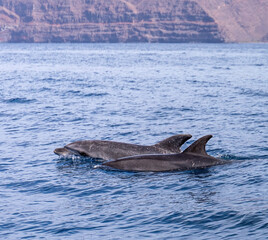 Fototapeta premium Atlantic dolphins