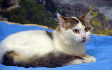 Fototapeta premium white and gray fluffy cat Norwegian Forest