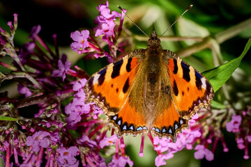Schmetterling
