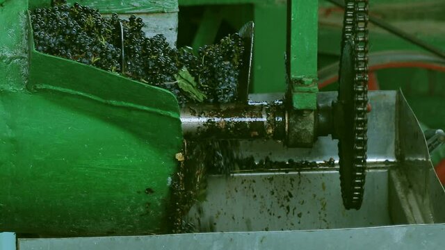 Grape harvest : Squeeze the grape with the press . Making Wine At Winery  Grape sheller at the work with red grapes . Stemmer crusher crushing grapes at a winery . Wine making process . Slow Motion .