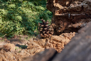 Obraz premium A lonely bump stands beautifully on an old rotten tree stump. 