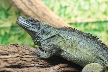 Looking into the lens, agama lizard in a terrarium, close up