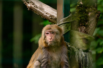 Małpa makak rezus