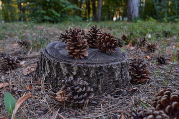  Cones lie on a stump among the fallen needles.  