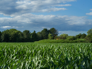Fototapeta premium View over a corn field in midsummer.