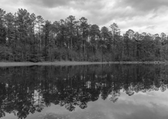 reflection of trees in the water