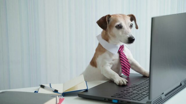 Adorable Smart dog in pink tie working at desk with laptop. online conference remote project consultation. Video footage. Social distancing lifestyle. Curious funny pet Jack Russell face 