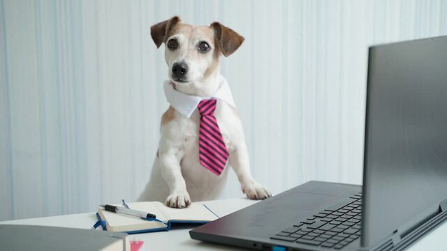 Office worker dog in striped tie. Funny small dog Jack Russell terrier using laptop at desk. Animal theme video footage. Remote online video call conference. Adorable pet looking  