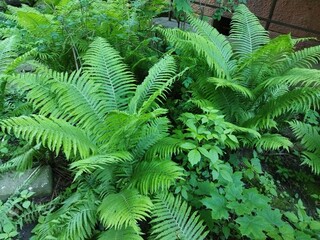 Closeup two large Ferns grows in the garden