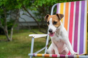 Jack russell terrier dog is resting on a sun lounger. Summer vacation concept.