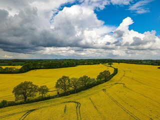 Obraz premium Luftdrohne Draufsicht auf gelb blühendes Rapsfeld mit Linien von Traktorspuren