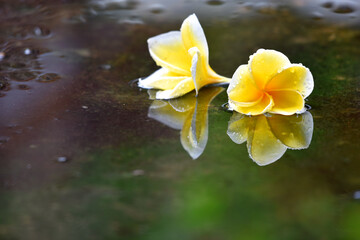 Obraz na płótnie Canvas Frangipani flower in yellow color with clear water reflection under the rain
