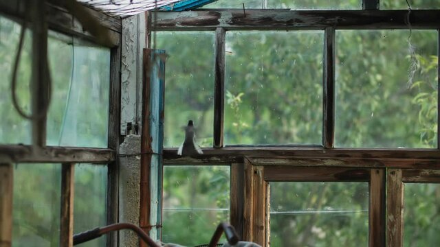wildlife, small bird beats fearfully through an old wooden window on warm summer day