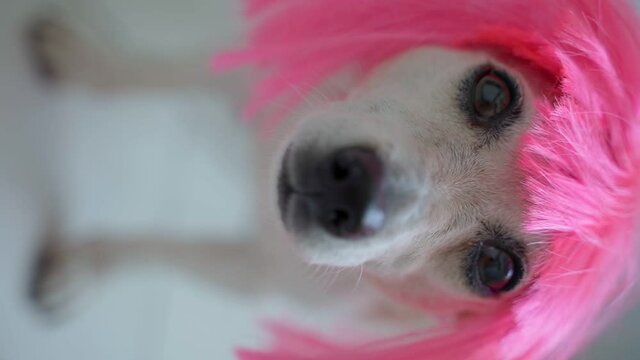 Funny dog vertical video footage. Dog in pink wig hair closeup portrait. Calm and relaxed looking at camera. Shallow Depth of Field. Adorable pet Jack Russell terrier. 