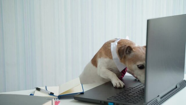 Boss dog in pink tie having online consultation conference. Looking at camera. Funny pet Jack Russell terrier at desk working remote office. Video footage. Social distancing lifestyle. Busy smart ass
