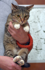 cute striped cat with white paws in arms