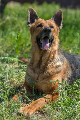 old german shepherd among green grass