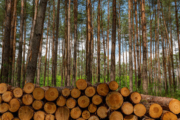 Holz Quersachnitt Baum Bäüme Stapel Hintergrund Holzwand 