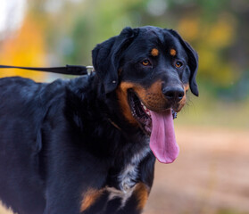 beautiful large brown dog mestizo rottweiler