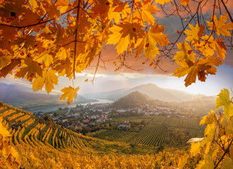 Famous vineyards during autumn with maple leaves against sunset in Wachau, Spitz, Austria - 448609007