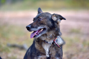 mongrel dog in the animal shelter waiting for the owners