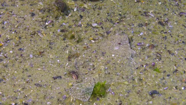 Fish of the Black Sea. Flat fish Sand sole (Pegusa lascaris), fish buries itself in the sand, Black Sea