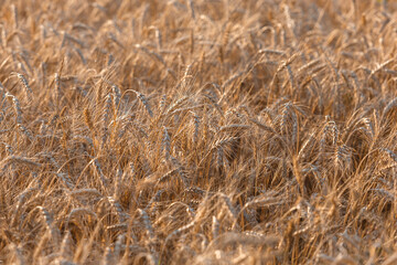 Ripe ears of wheat in the field on the setting sun.