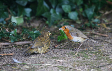 Robin redbreast birds, parent feeding chick, both birds on ground with baby fledgling's yellow beak open for food. European red breasted birds "Erithacus rubecula" during summer season. Ireland