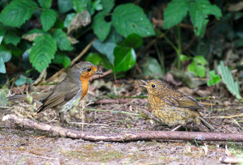 European robin bird feeds worm to its young chick whose yellow beak is open for food. Red breasted birds 