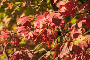 Red autumn leaves on a branch on a bright sunny day