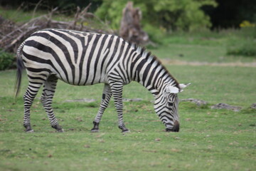 Fototapeta na wymiar Zebra am grasen