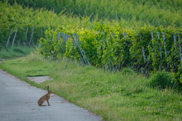 Hare rabbit are sitting on a road in the vineyard