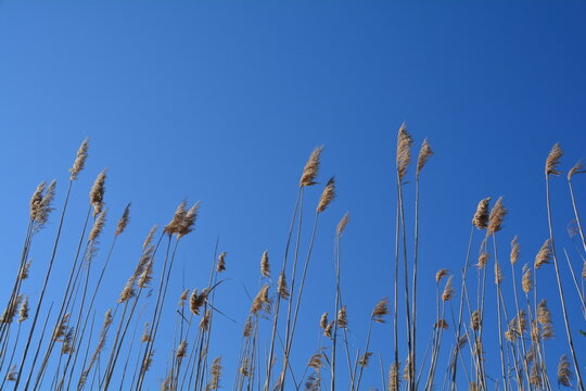 Canyizo de la flora del estanco de Ivars en Catalu&ntilde;a. Espanya. Plantas tipicas.