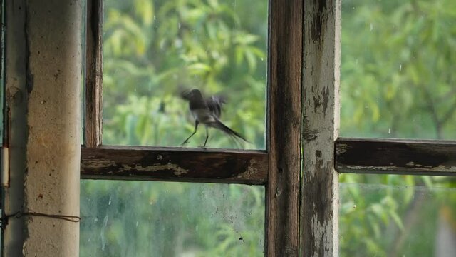take care of nature, a small bird sits on the glazing bead and desperately beats its wings against the transparent glass trying to get out