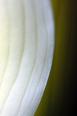 Close up of calla flowers