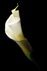 Close up of calla flowers