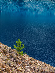 Lonely fir against mountain lake Atmospheric alpine landscape with coniferous tree near turquoise mountain lake.