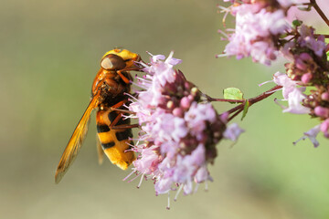 Hornissenschwebfliege am Oregano