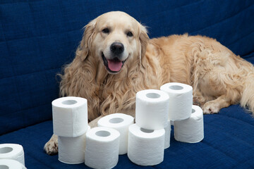 Toilet paper and a Golden Retriever dog. Personal hygiene items.