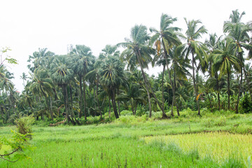 Fototapeta na wymiar Beautiful coconut palm trees farm in india.
