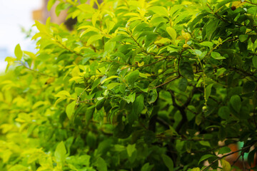 Nature of green leaf in garden at Rainy. Natural green leaves plants using as spring background cover page environment ecology or greenery wallpaper