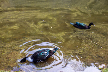 Casal de patos