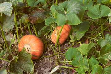 Obraz premium Pumpkin patch field with pumpkins for thanksgiving holiday