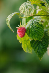 Fresh raspberries.