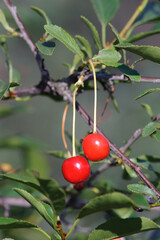 fresh red cherry
