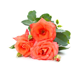 Beautiful orange flowers.