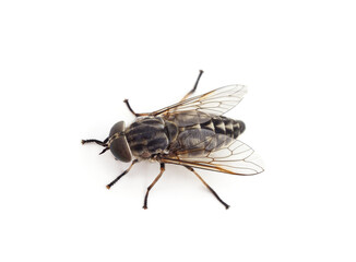 Fototapeta na wymiar One beautiful fly.