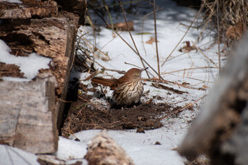 bird in the snow